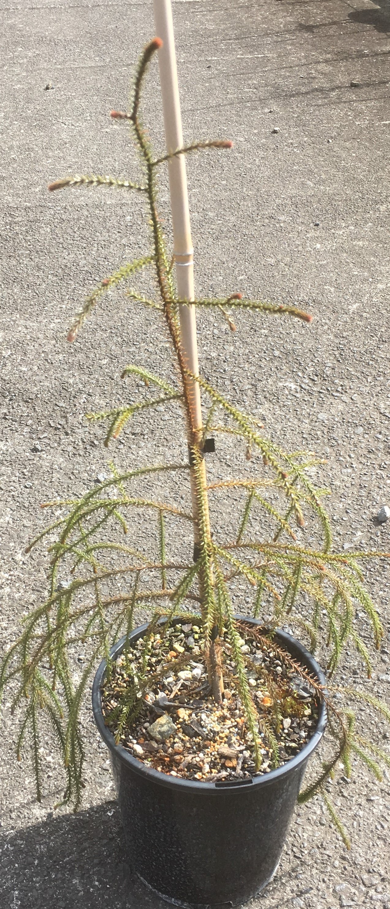 Rimu -Dacrydium cupressinum  image