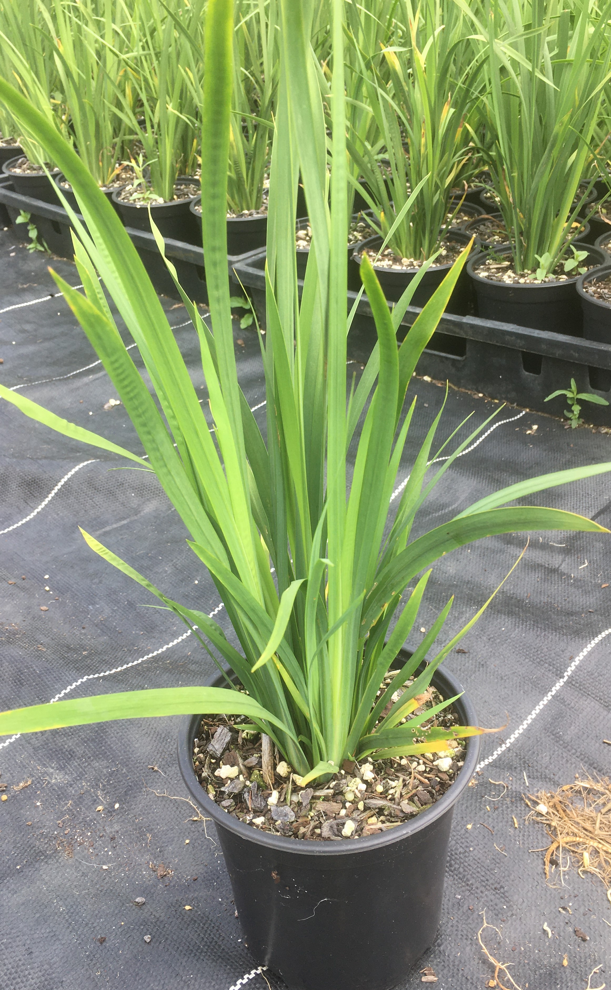 Dietes Bicolour image