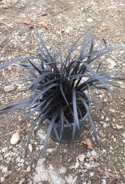 Ophiopogon 'Black Dragon' Mondo Grass image