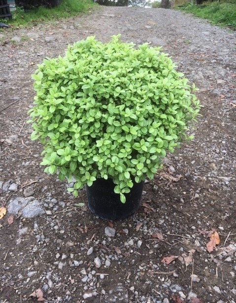 Pittosporum 'Fankies Folly'  image