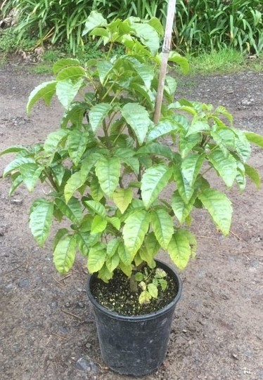 Puriri - Vitex lucens image